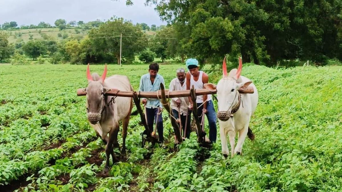 Copious rain helps standing crops survive from withering in Yadgir district