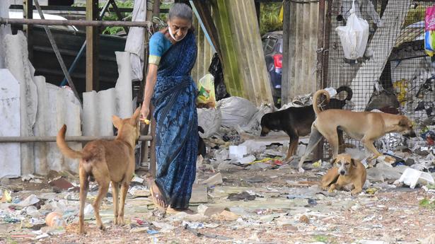 Throwing away food waste causes multiplication of stray dogs: Mayor