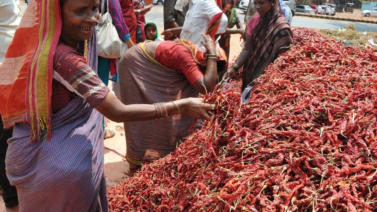 Keladi Shivappa Nayaka University in Shivamogga gets patent for its study on Byadagi chilli