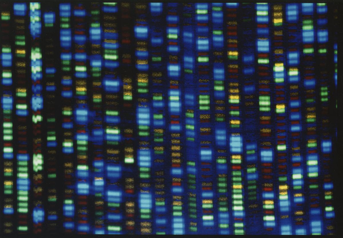 ¿Qué nos hace humanos? El estudio del genoma de los primates ofrece algunas pistas