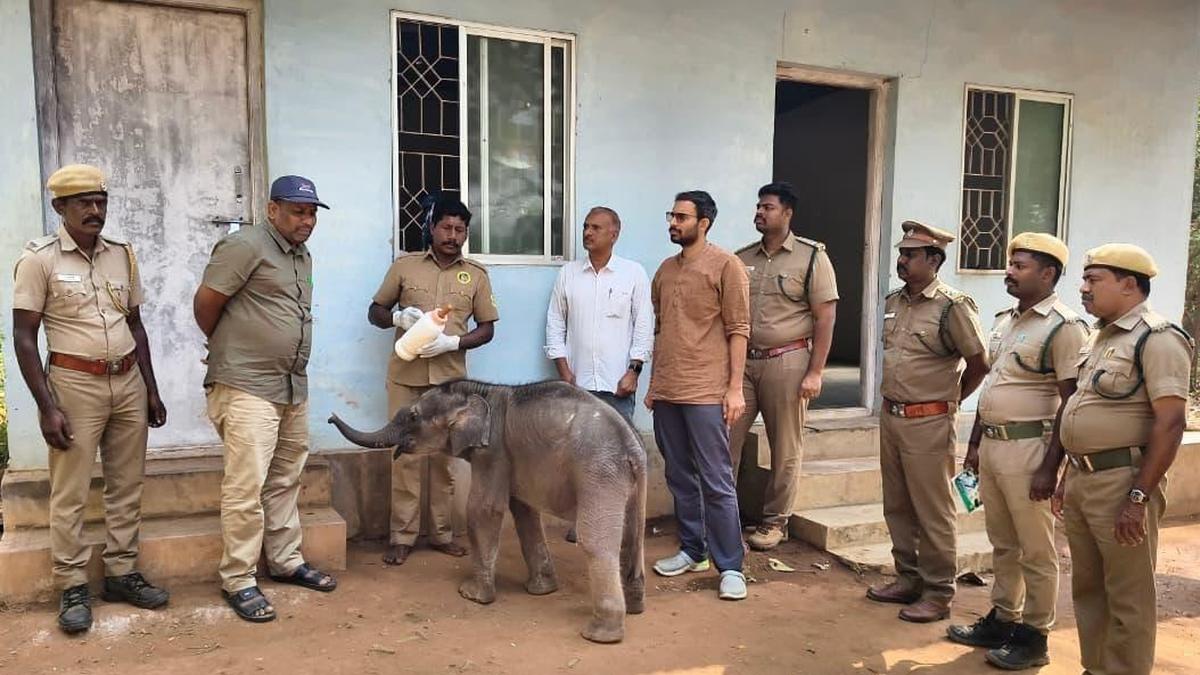 Elephant calf found stranded near Coimbatore shifted to camp