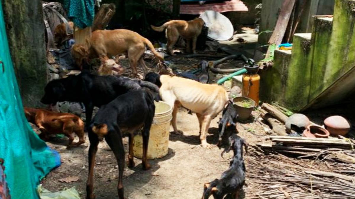 Animals abandoned in breeding centre rescued - The Hindu