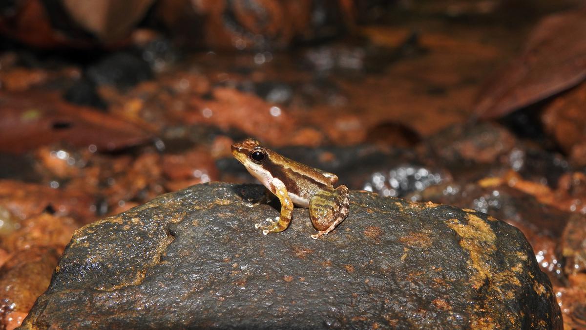 ‘Frogs are as important as tigers’