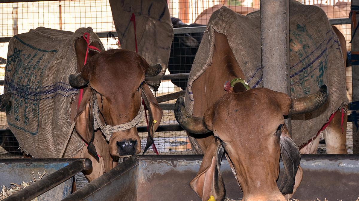 IIT Madras director V. Kamakoti’s comments on cow urine | Fact-check
Premium