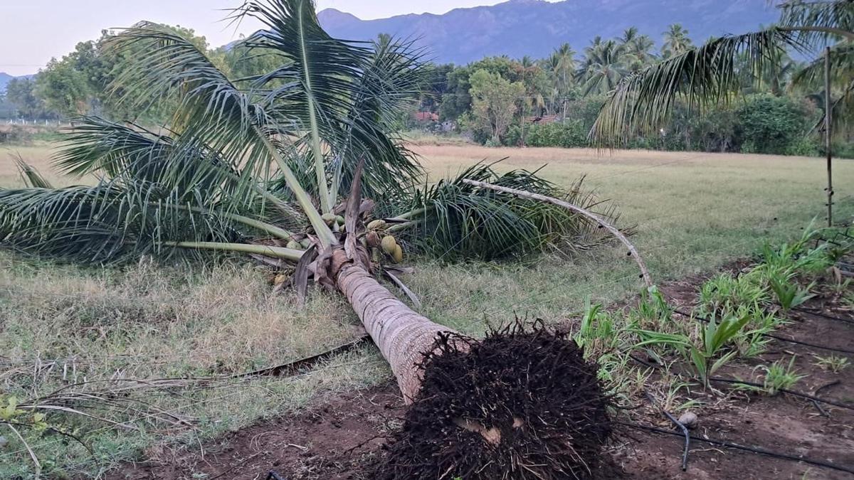 Farmers want Forest Department to step up night patrols as crop damages by elephants become a routine