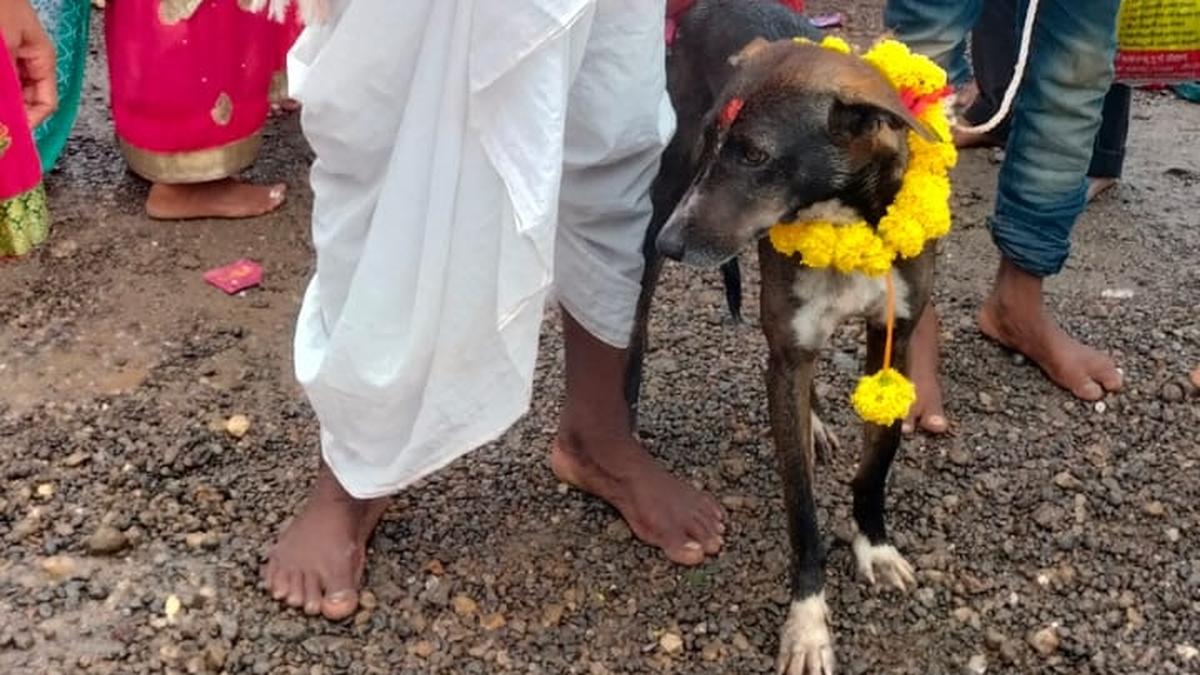 Dog goes missing in Pandharpur but finds its way back home in Belagavi village