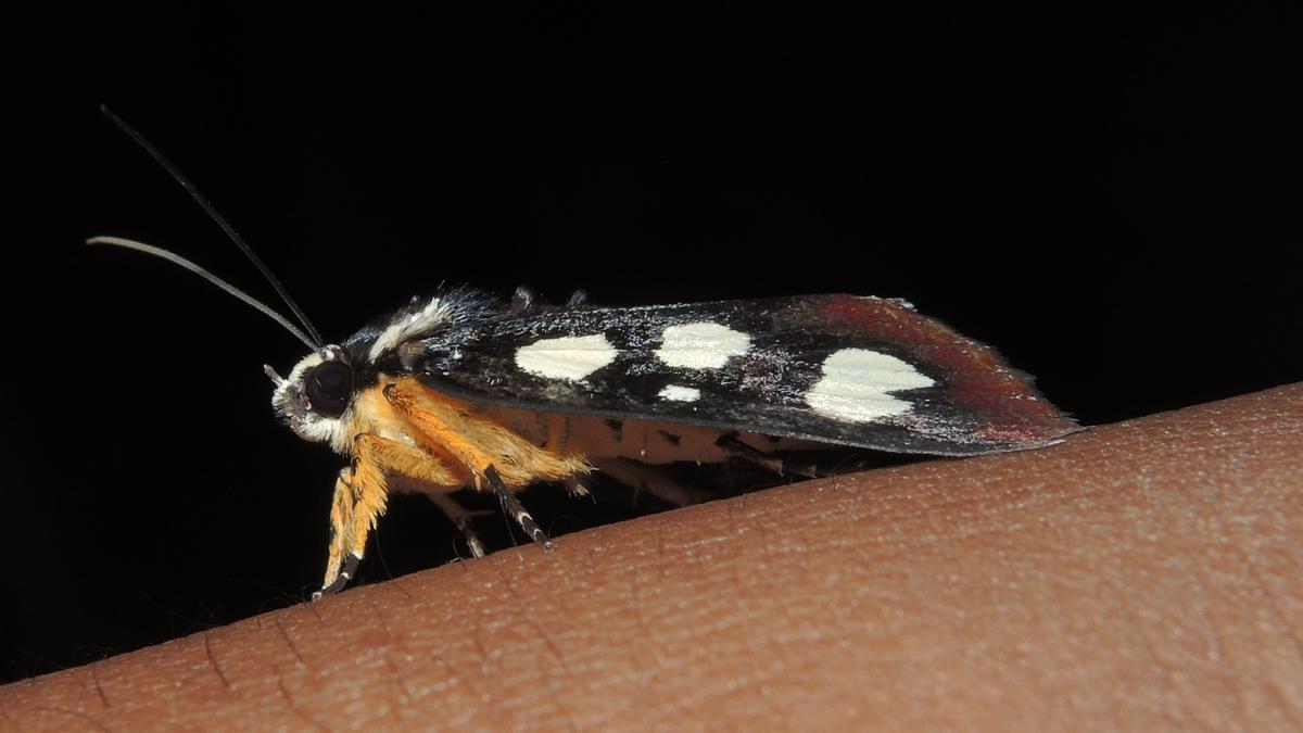 Moth found in Tirunelveli, Thoothukudi districts after 127 years; photographed for first time