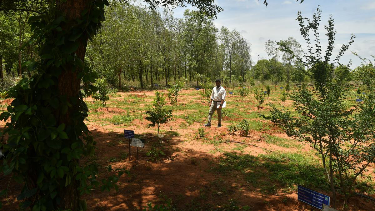 बंदर फूड कोर्ट के लिए जंगली फलों का बगीचा, तेलंगाना में एफसीआरआई की एक पहल