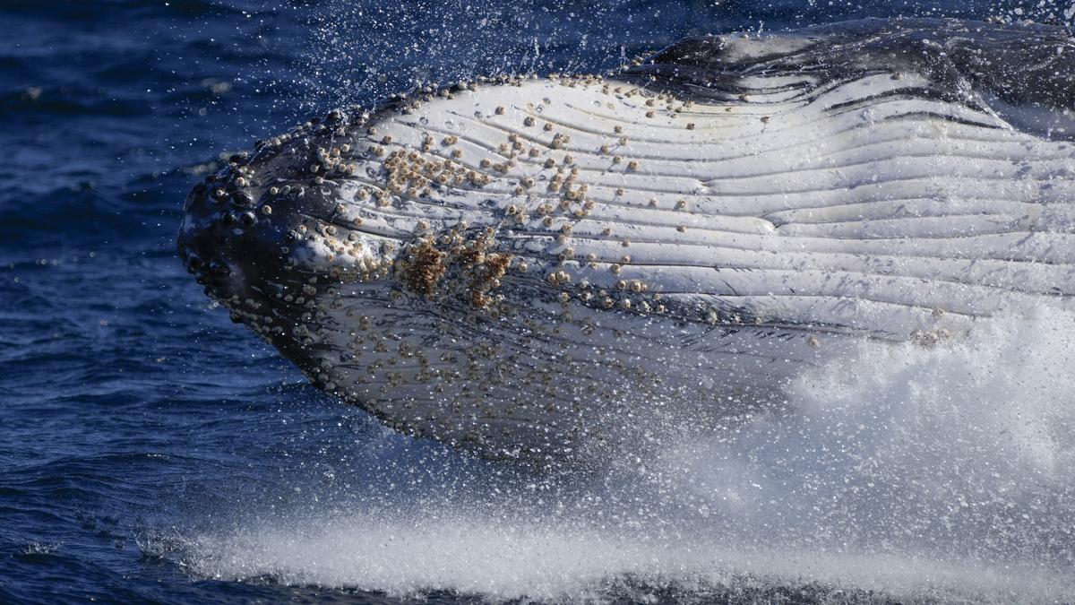 Australian humpback whales are singing less and fighting more. Should we be worried?