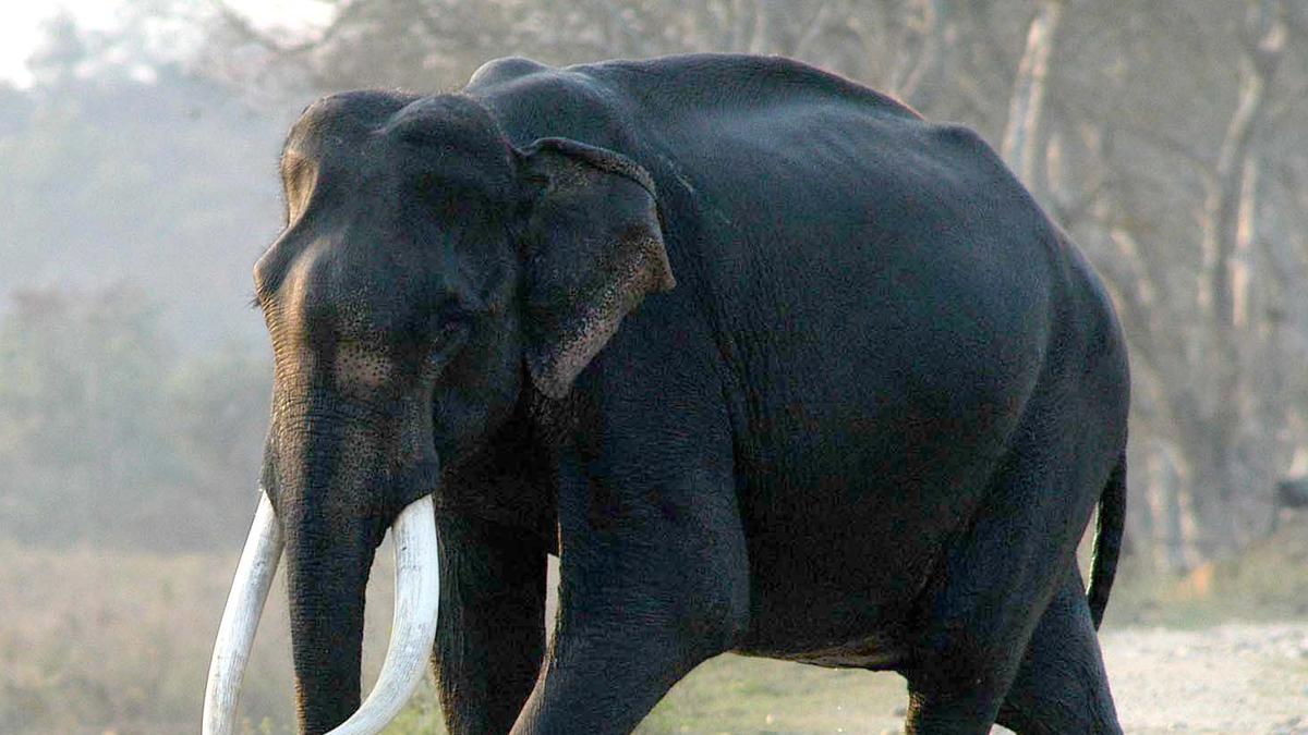 Case registered against Assam refinery for burying wild elephant