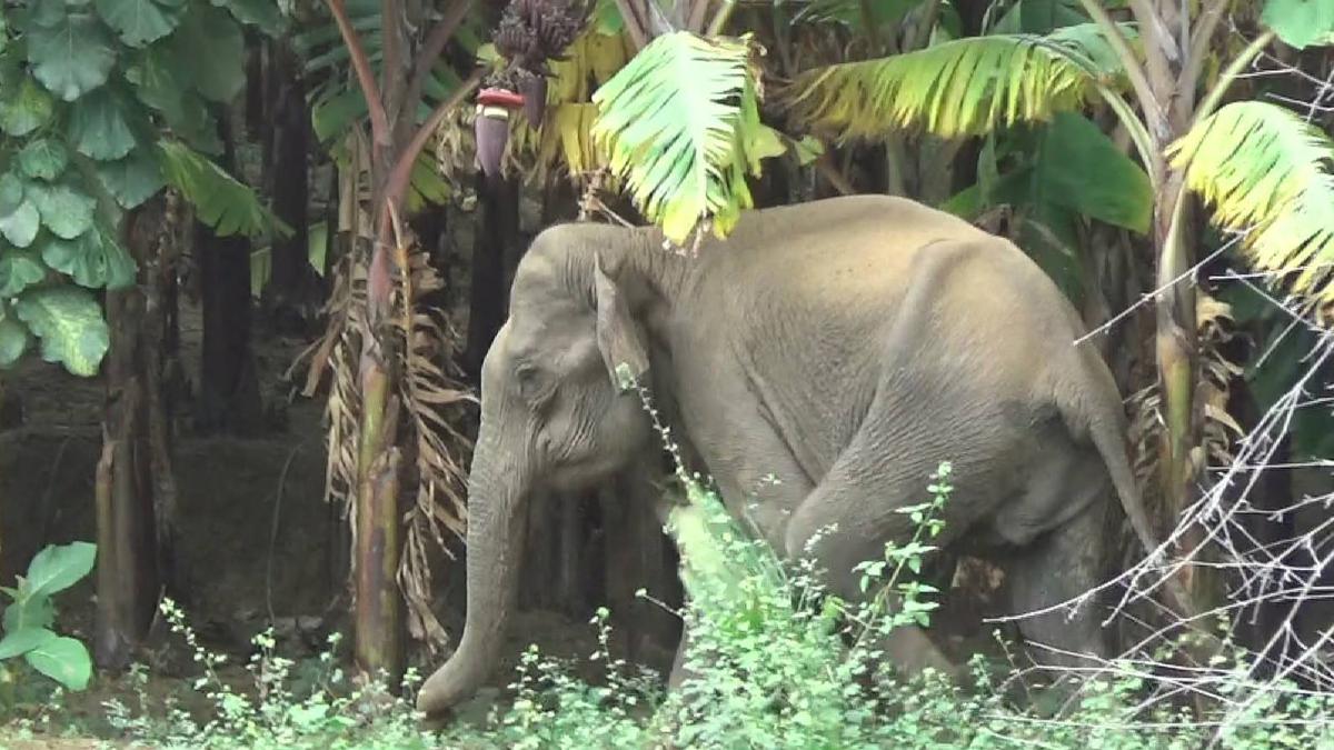 Forest department warns people against sharing false videos on elephant ...