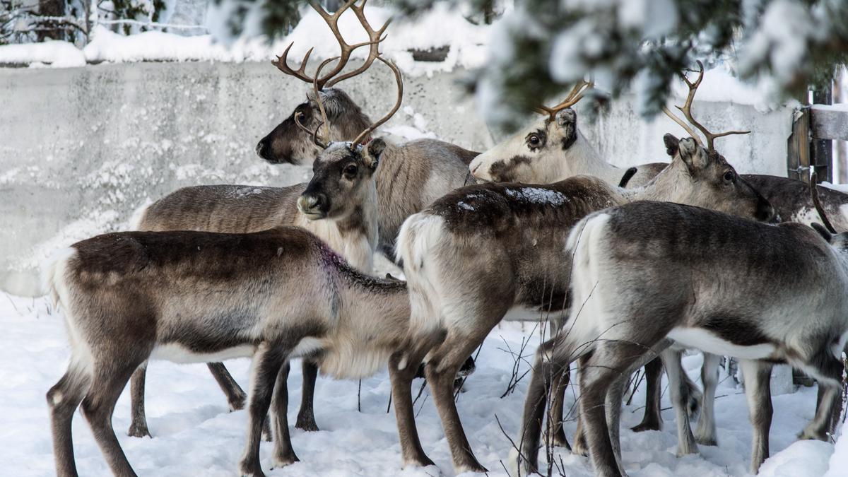 Like sheep and goats, reindeer too sleep while chewing their cud
Premium
