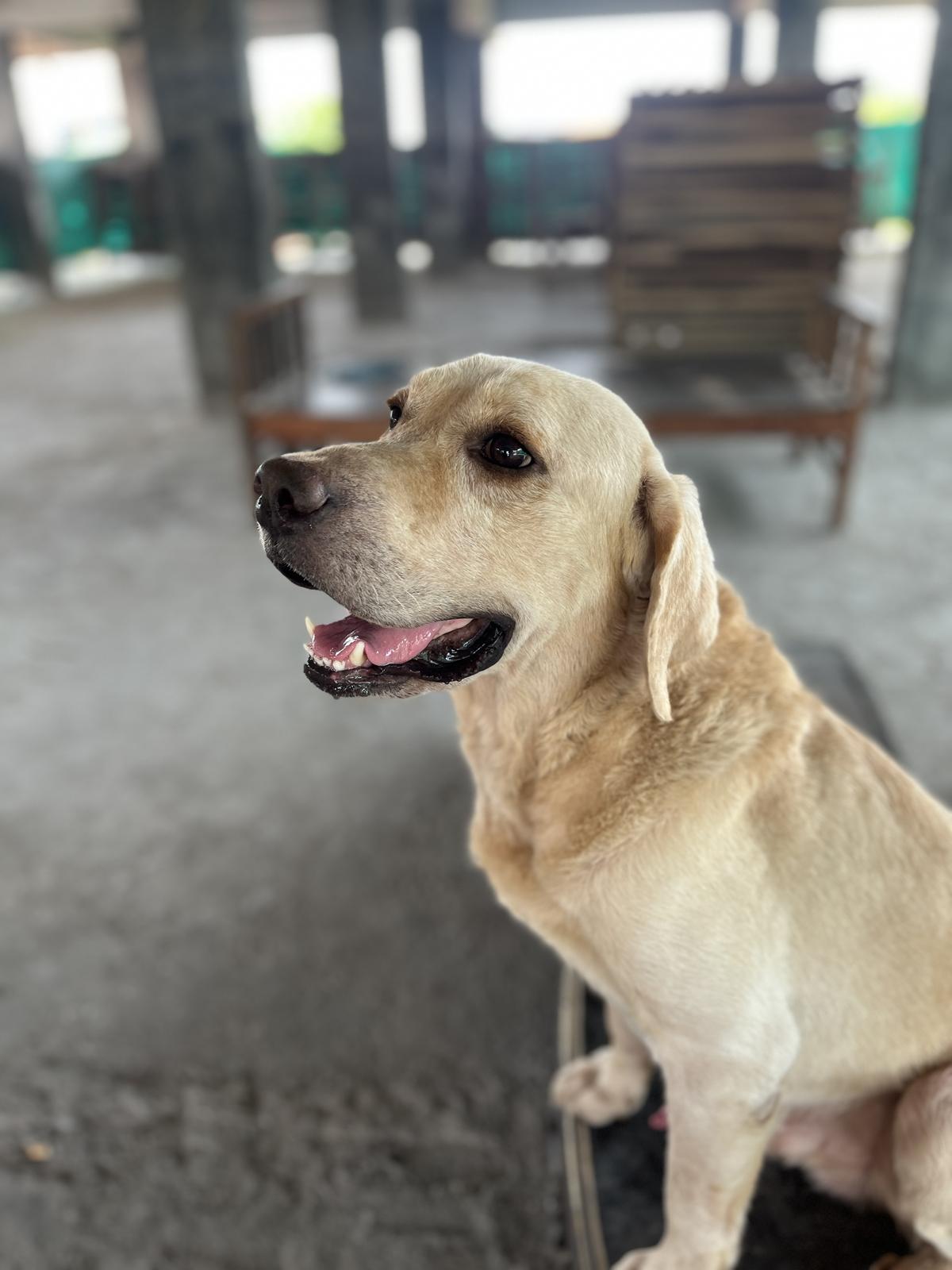 Simba, the labrador, who played Terry in Kerala Crime Files Season 2 Simba, the labrador, who played Terry in Kerala Crime Files Season 2