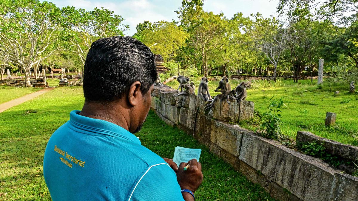 Sri Lanka begins wildlife census to tackle crop damage