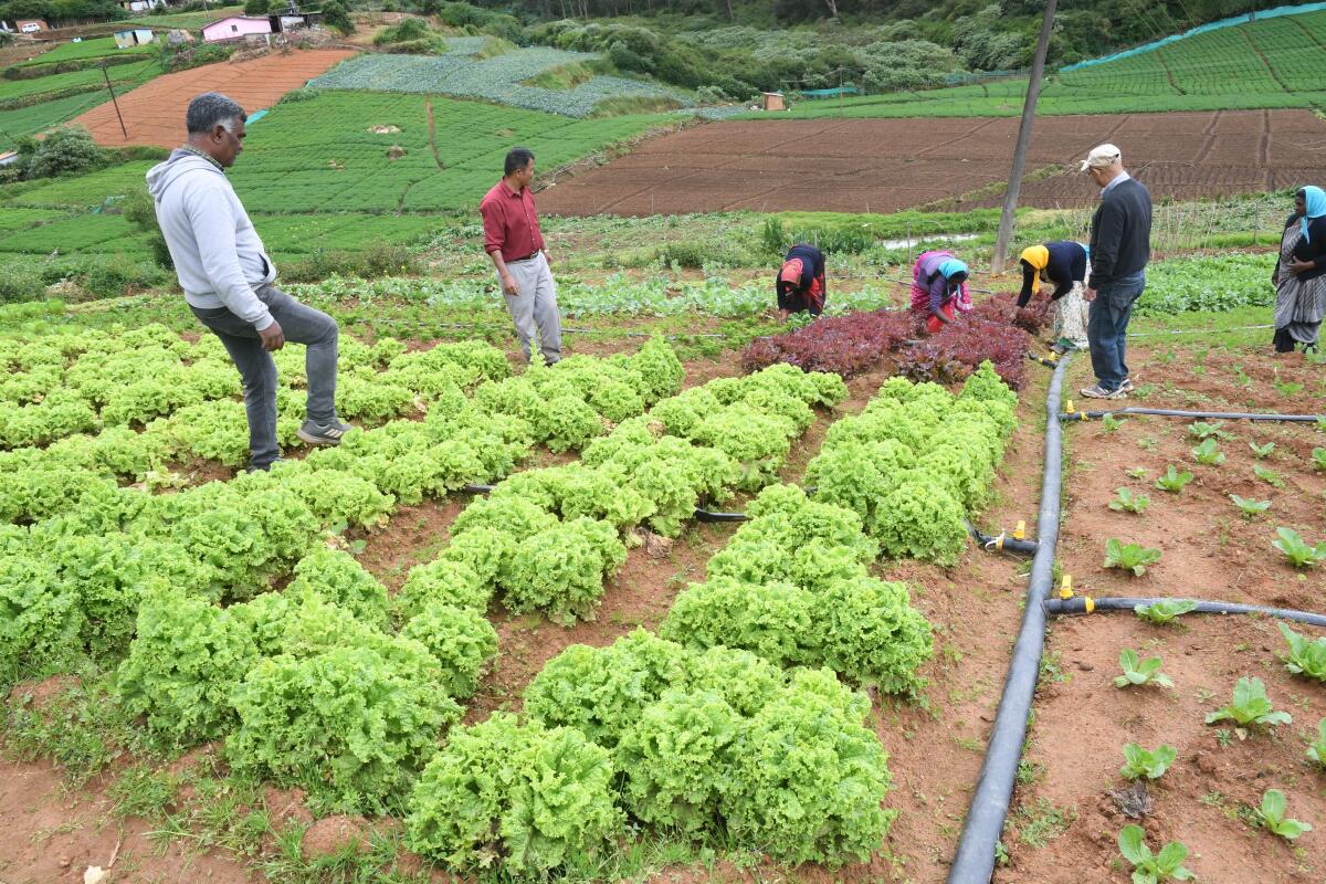 Organic farming is catching on in the Nilgiris - The Hindu