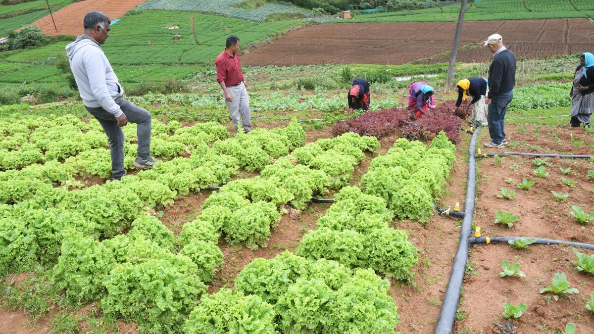 Organic farming is catching on in the Nilgiris