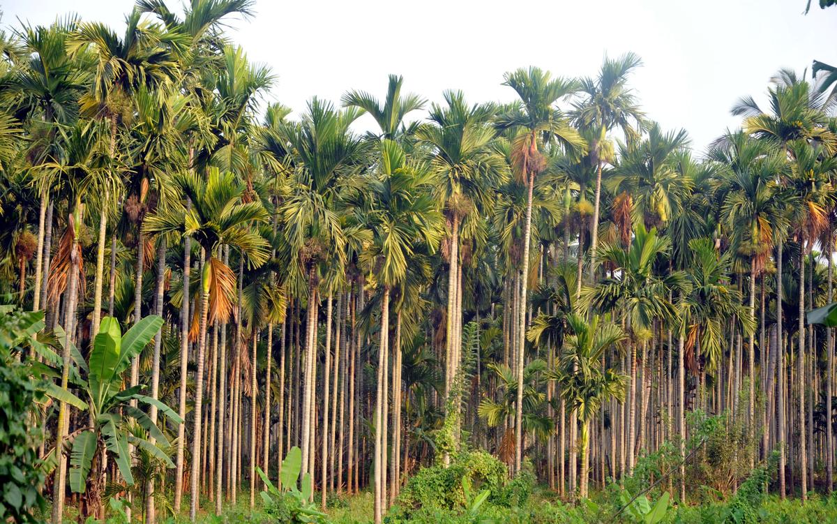 An arecanut plantation at Hosahalli on the outskirts of Shivamogga.