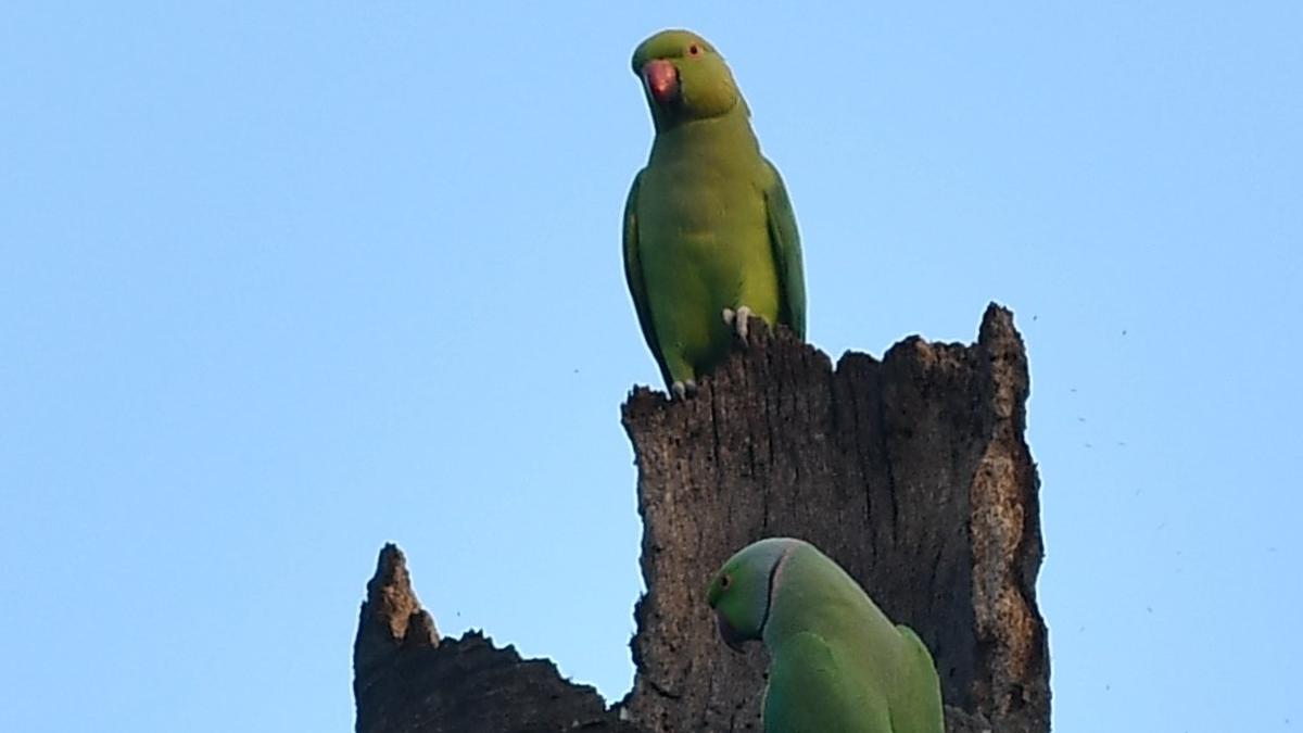 Salem’s birders top India’s Great Backyard Bird Count with over 10,000 sightings