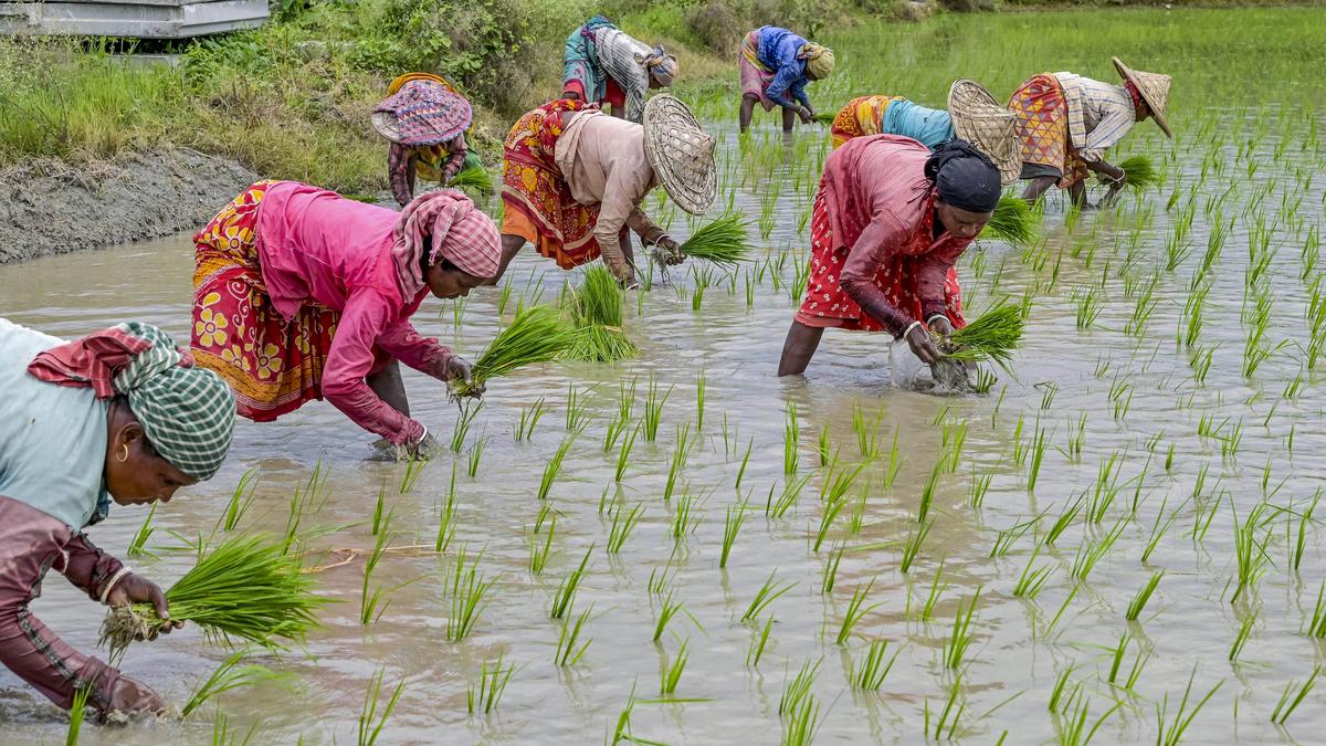 Cabinet clears new scheme to supply virus-free planting material