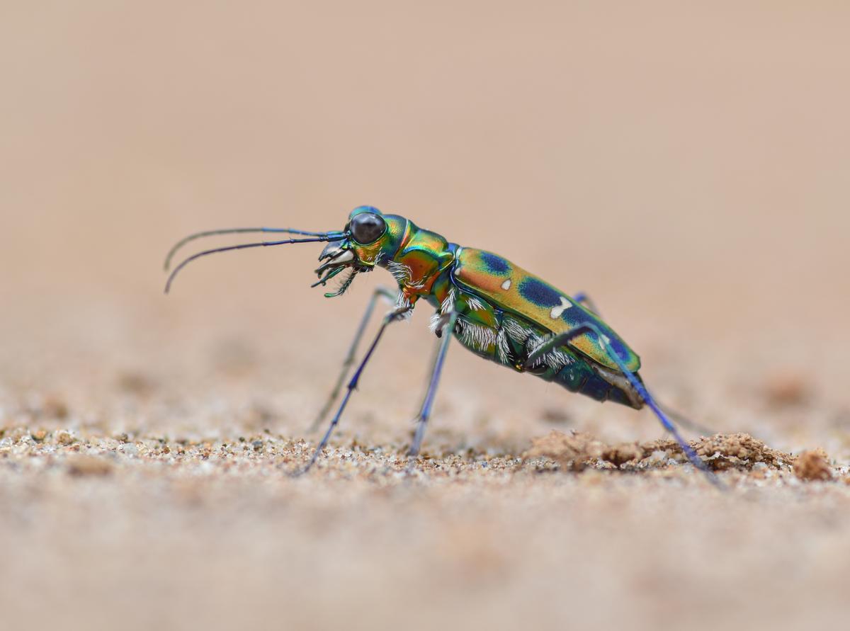 Cosmodela barmanica, a species of tiger beetle 