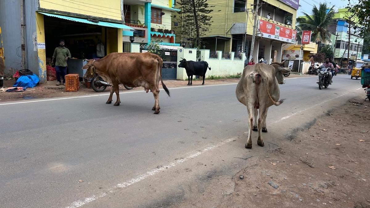 Stray cattle continue to pose risk to road users in Nagercoil
