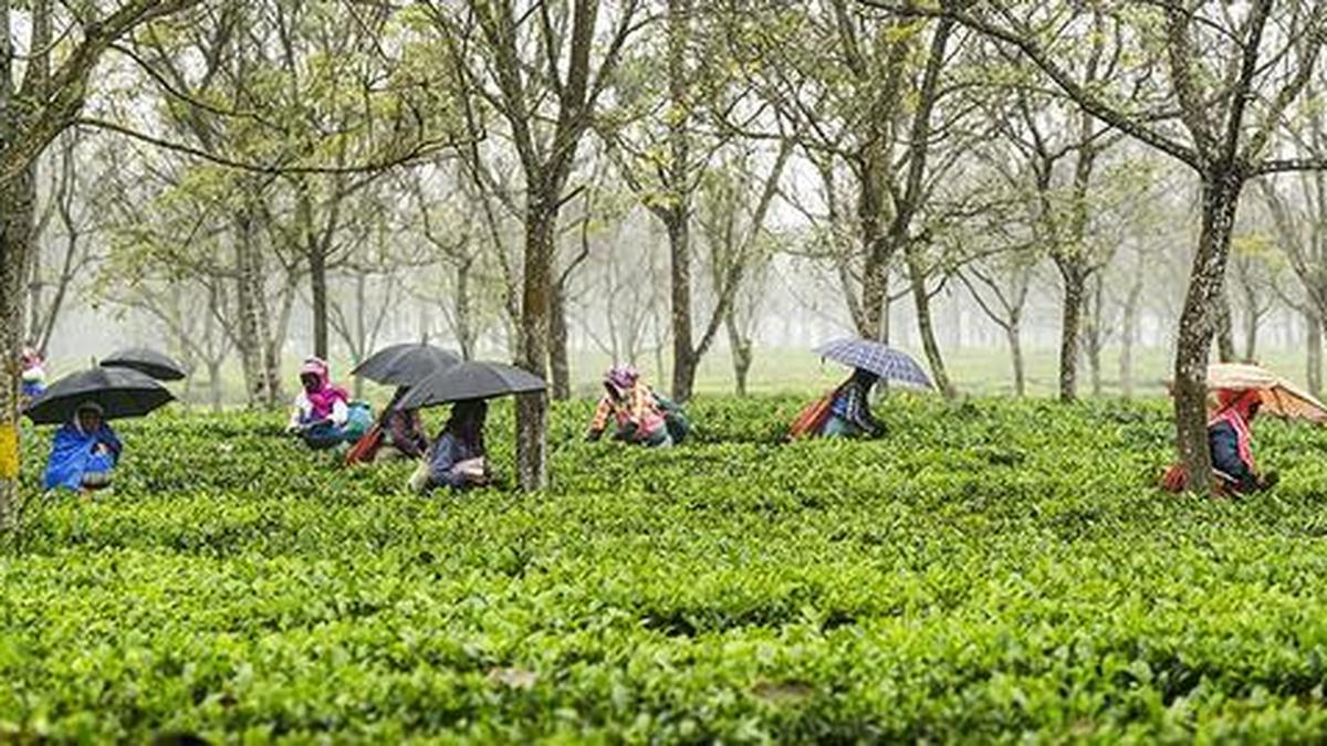 Trinamool cries foul over tea garden workers struck off electoral rolls or kept in adjudication list