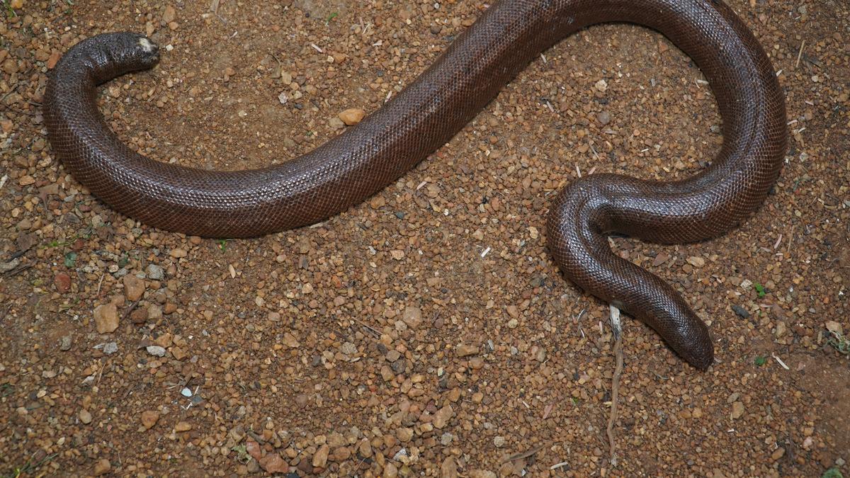 Serpentine Nagamalai range is abuzz with wildlife