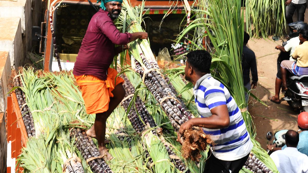 Ahead of Pongal, sugarcane sales in Madurai surge, but consumers see no change in price