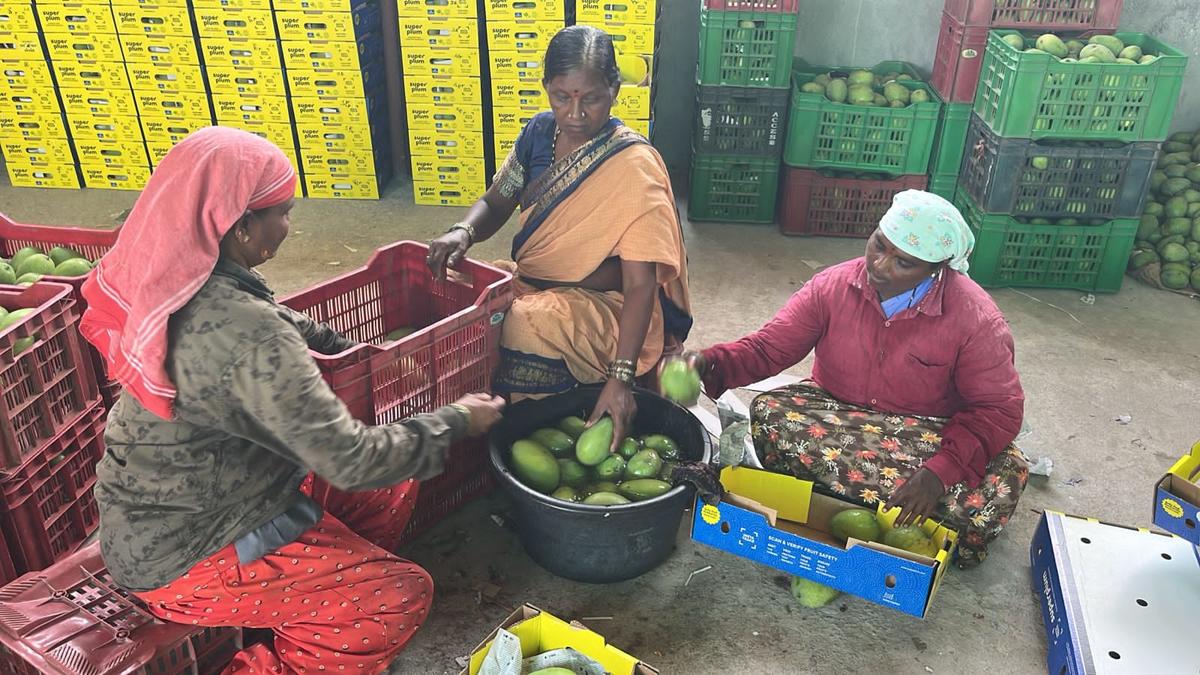 Women farmhands sort and clean mangoes in Pebbair village of Wanaparthy district. Women farmhands sort and clean mangoes in Pebbair village of Wanaparthy district.