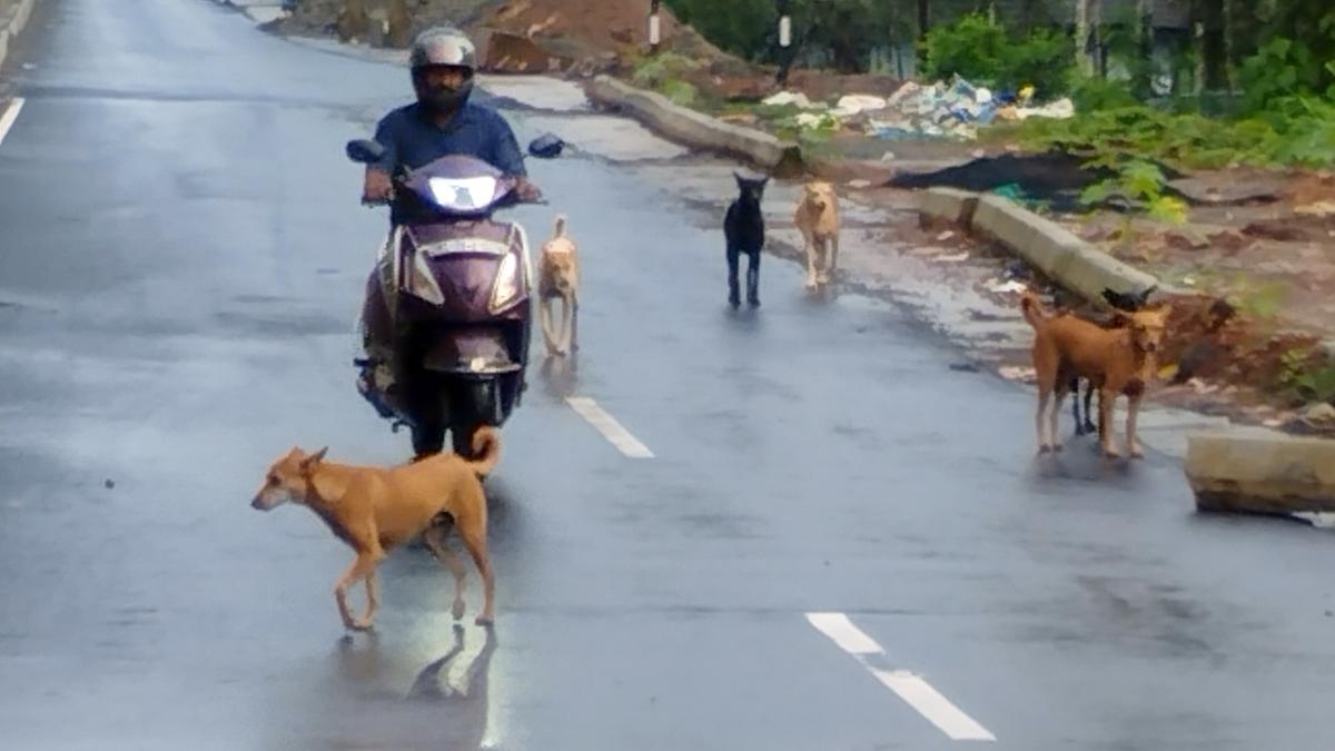Kozhikode Corpn. struggles to identify land for dog park