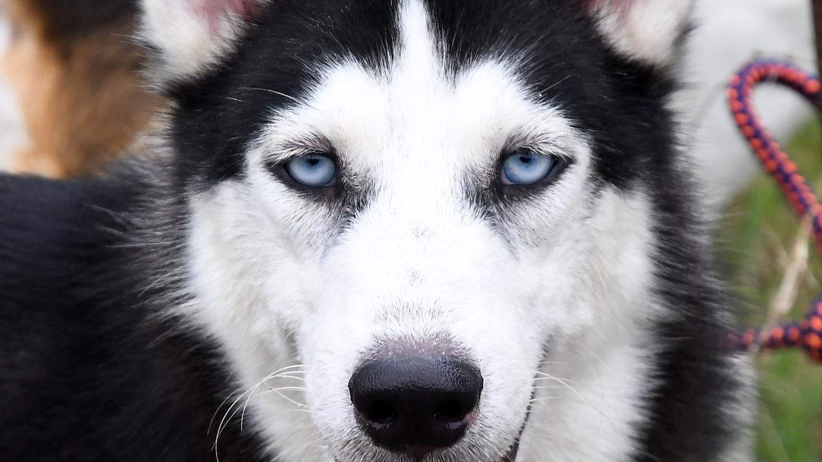 Bengaluru police trace missing blind husky, reunite pet dog with family