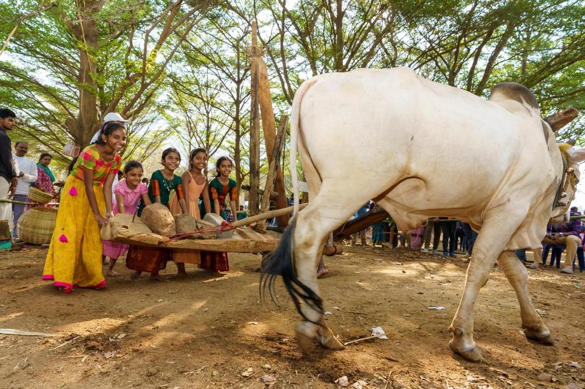 Sabala Bhojanala Panduga was held at the Simhachalam Goshala in Visakhapatnam from April 1 to 5.