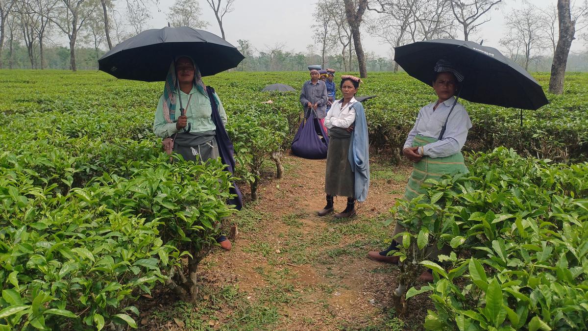 Death and distress in Bengal’s Dooars tea gardens