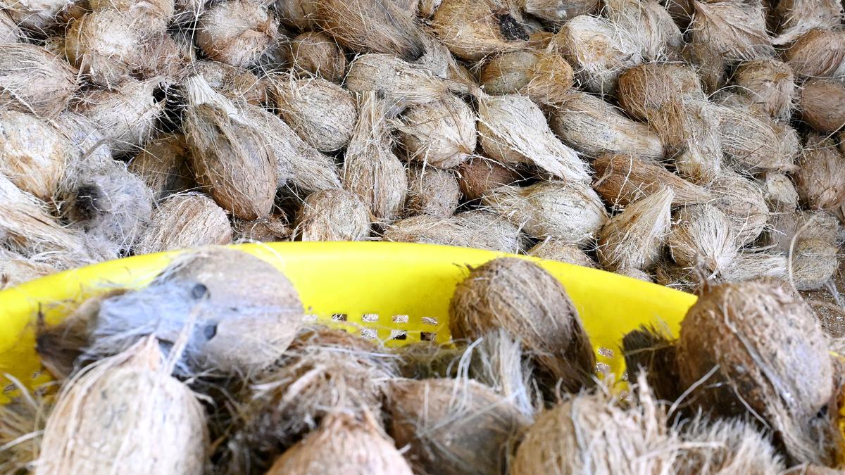 Coconut farmers elated as price soars to ₹54 per kg at Uzhavar Sandhais