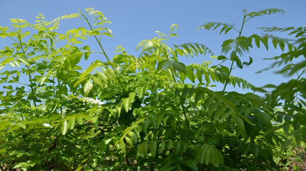 Plant care during Karkkadakam