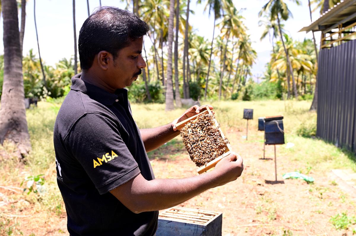 Ambeth Raja is showing his beekeeping works in a garden at Cumbum in Theni District. 