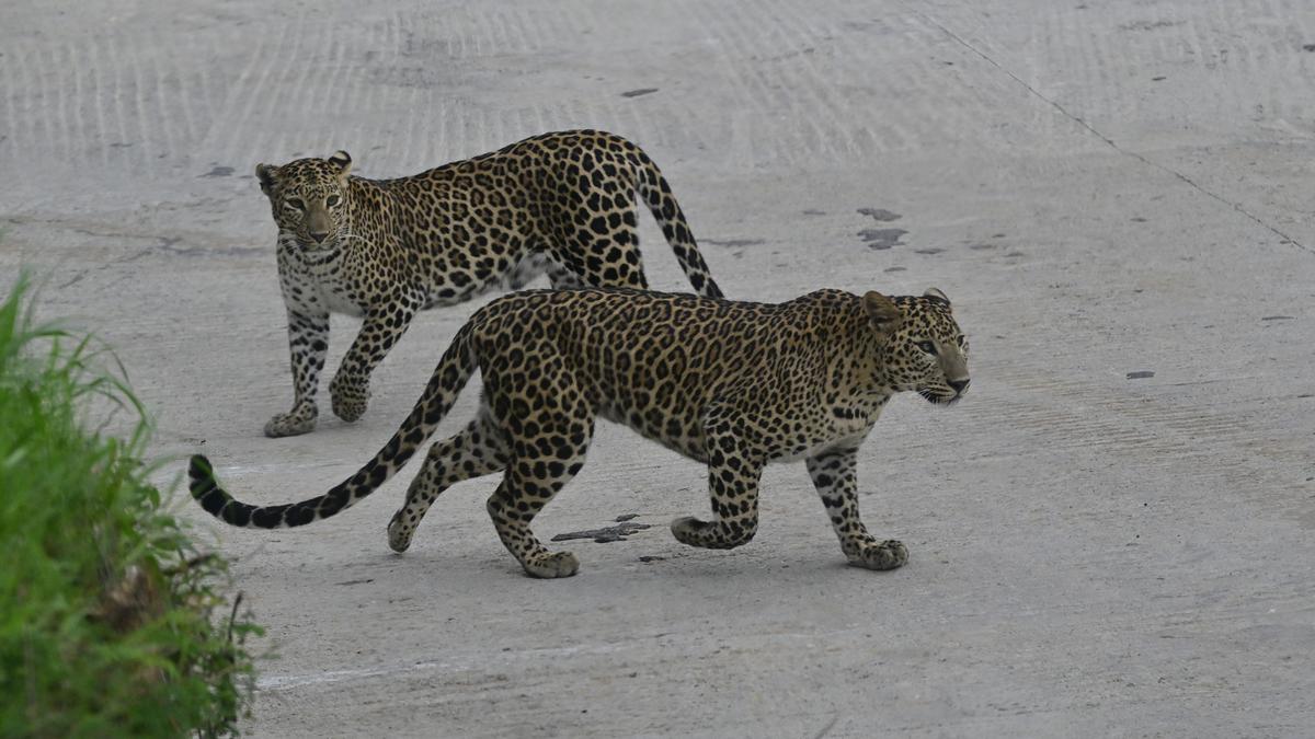 Bengaluru welcomes you to the largest leopard safari in India