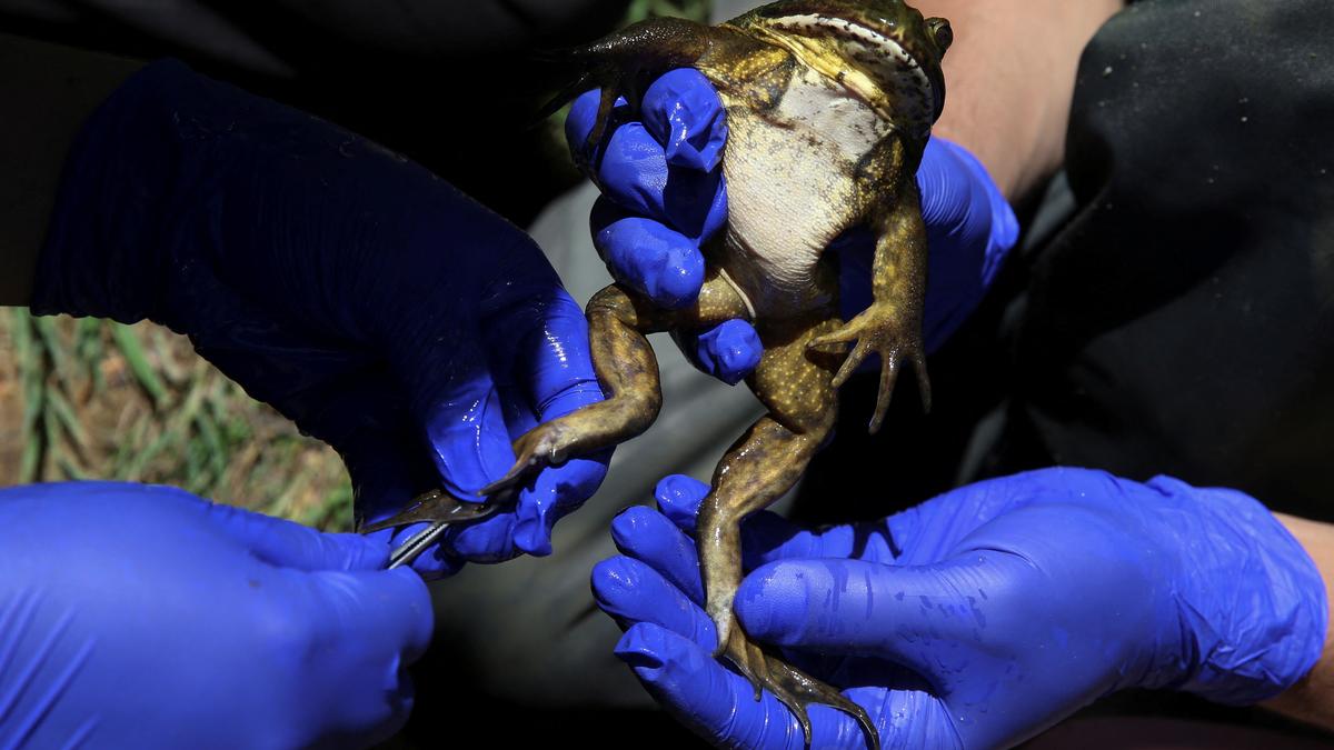 Chile's giant 'living fossil' frog faces threat from climate change and humans