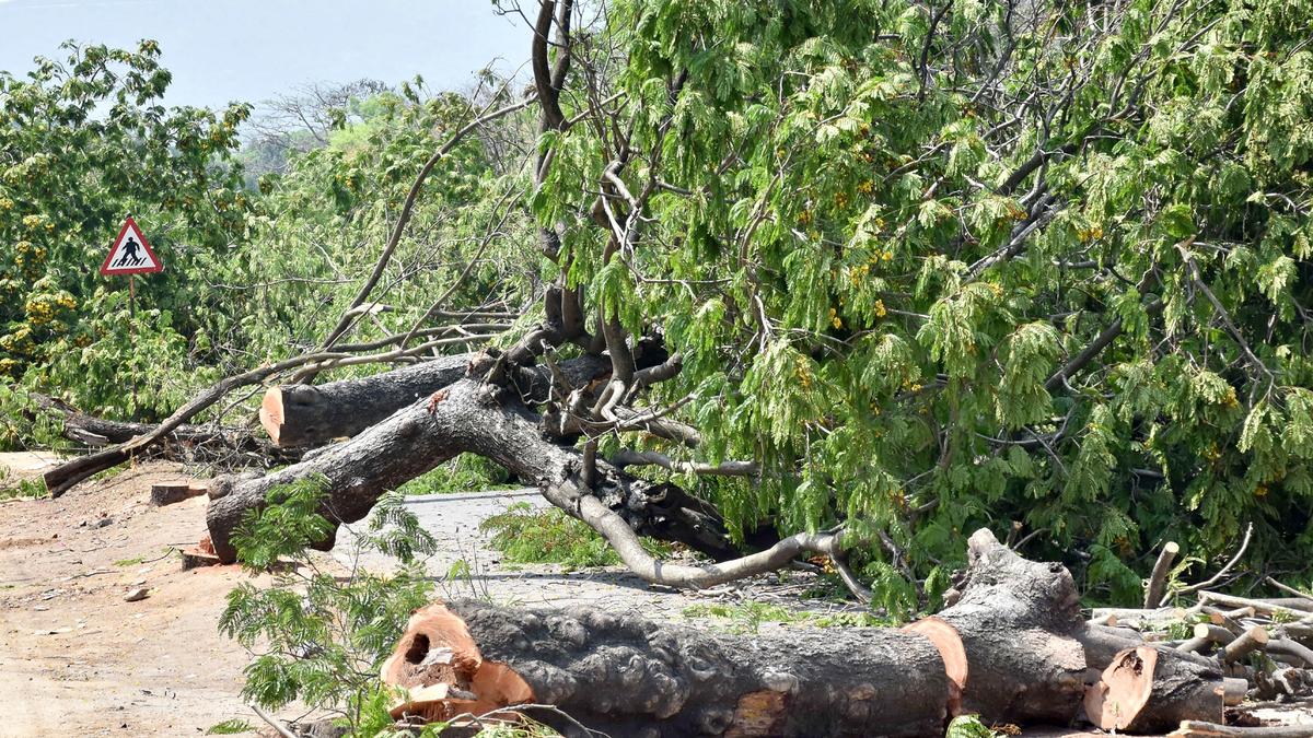 Forest Minister urged to amend Karnataka Preservation of Trees Act, 1976, for stronger protection measures