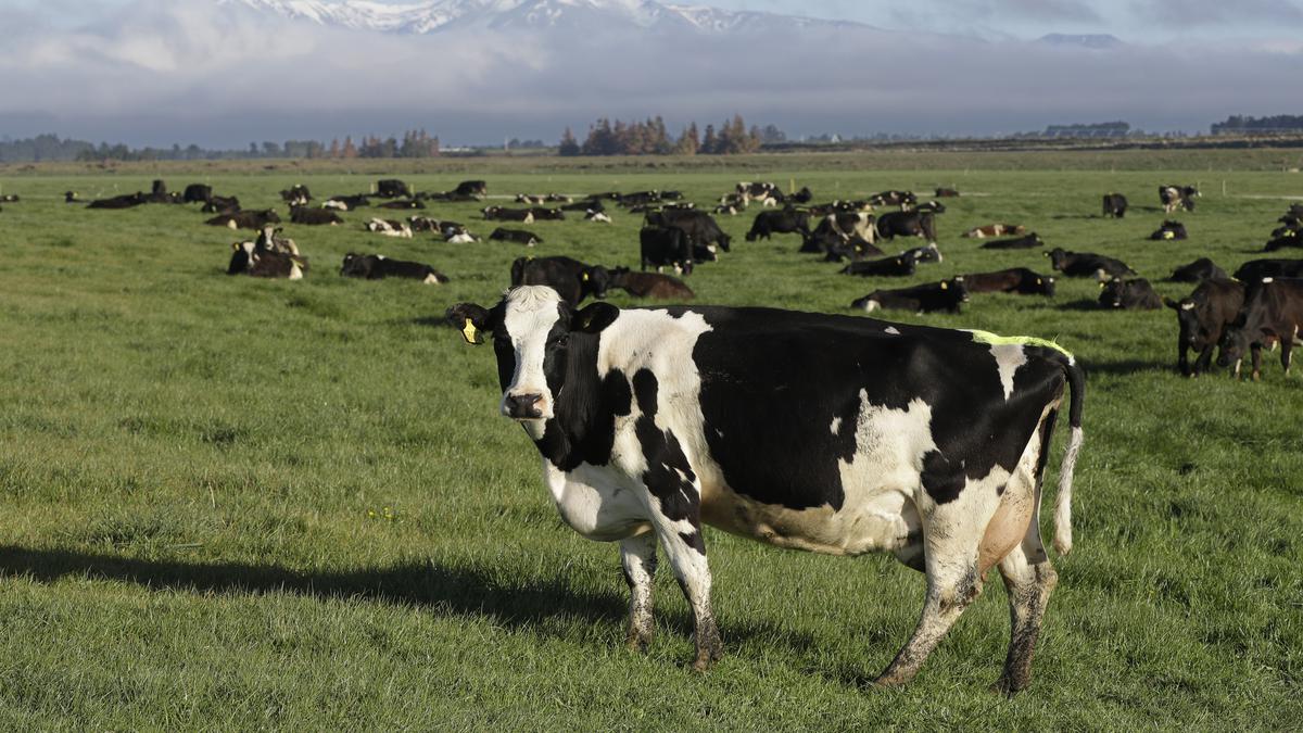 New Zealand proposes taxing cow burps, angering farmers