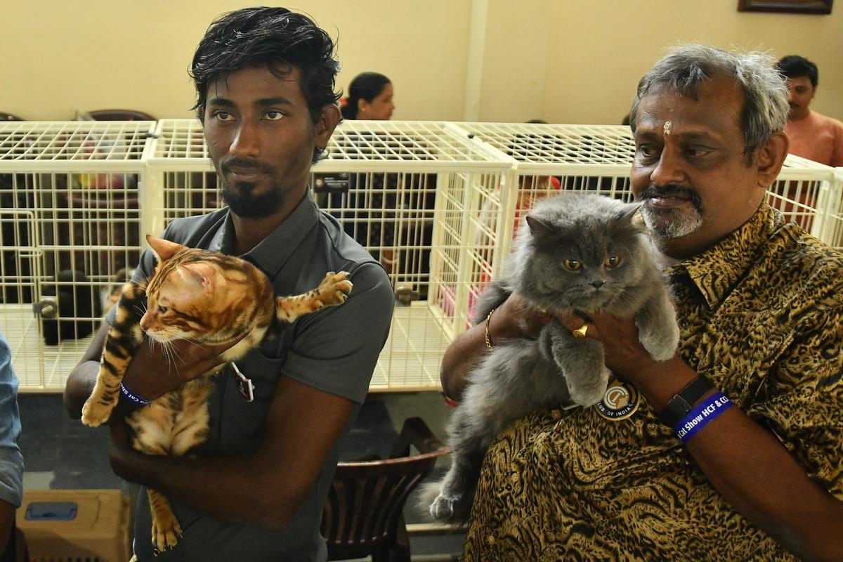 Persian cat price in crawford market 2025
