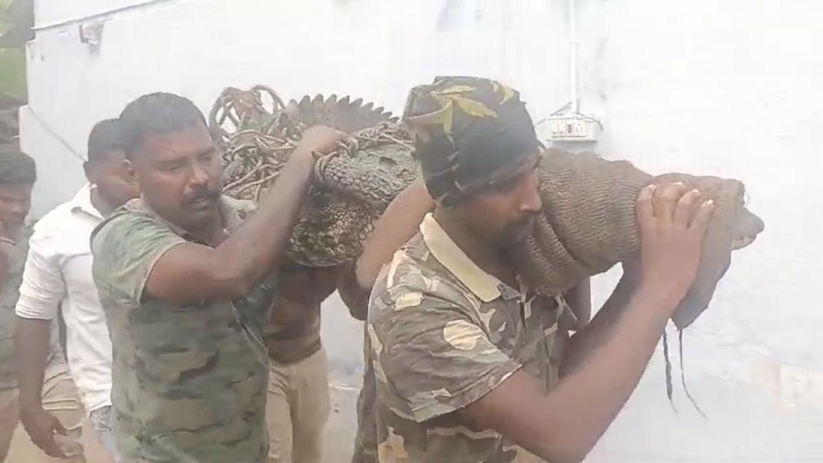 Mugger crocodile captured from pond near Coimbatore