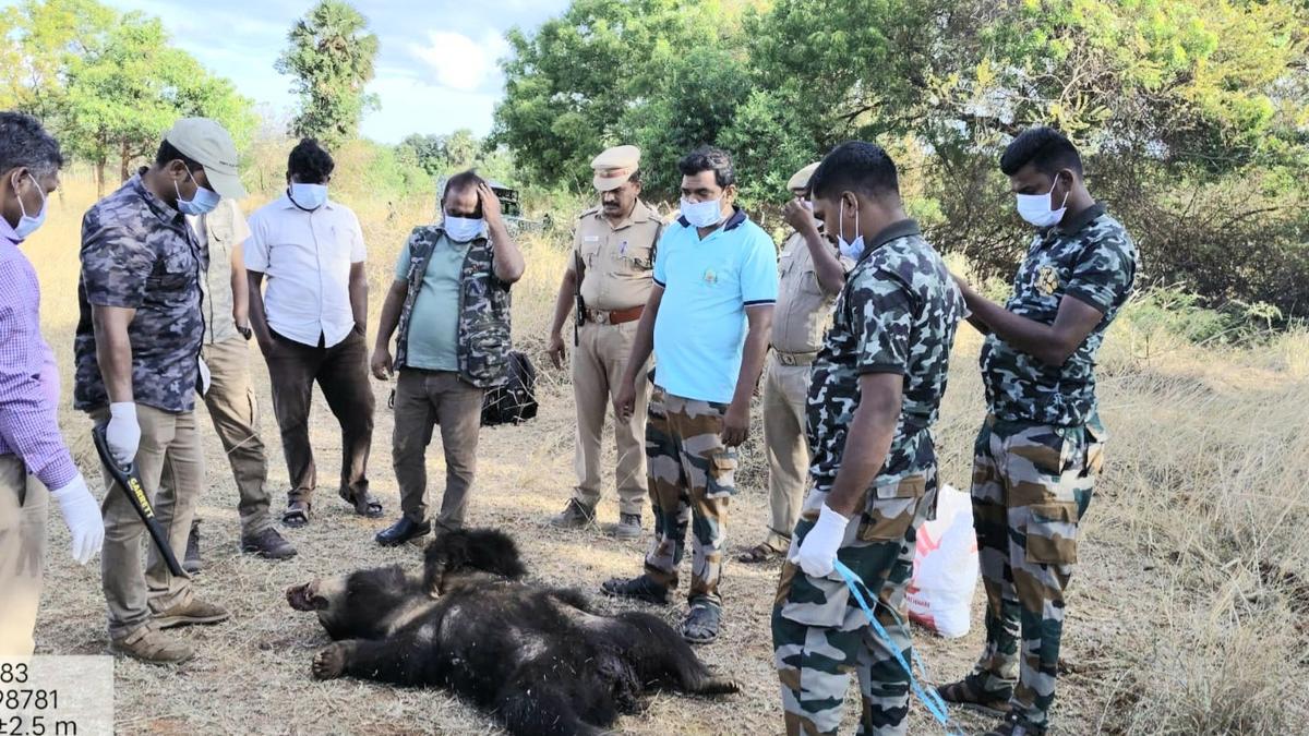Sloth bear found dead in a farm near Kadayam