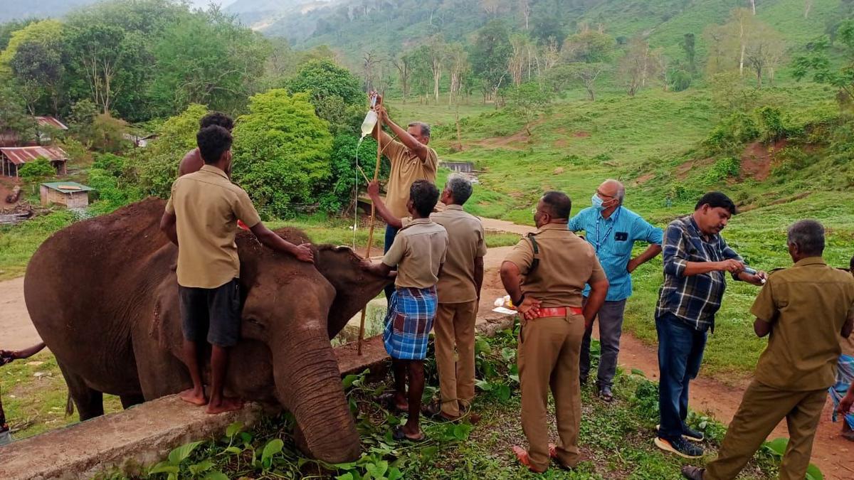 Experts begin treatment of aged elephant at ATR camp