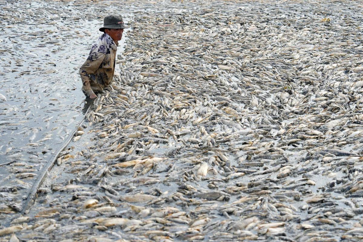 A fisherman collects dead fish caused by renovation works and the ongoing hot weather conditions from a reservoir in southern Vietnam’s Dong Nai province on April 30, 2024. Hundreds of thousands of fish have died in a reservoir in Vietnam’s Dong Nai province, with locals and media reports suggesting the brutal heatwave and lake’s management are to blame. 