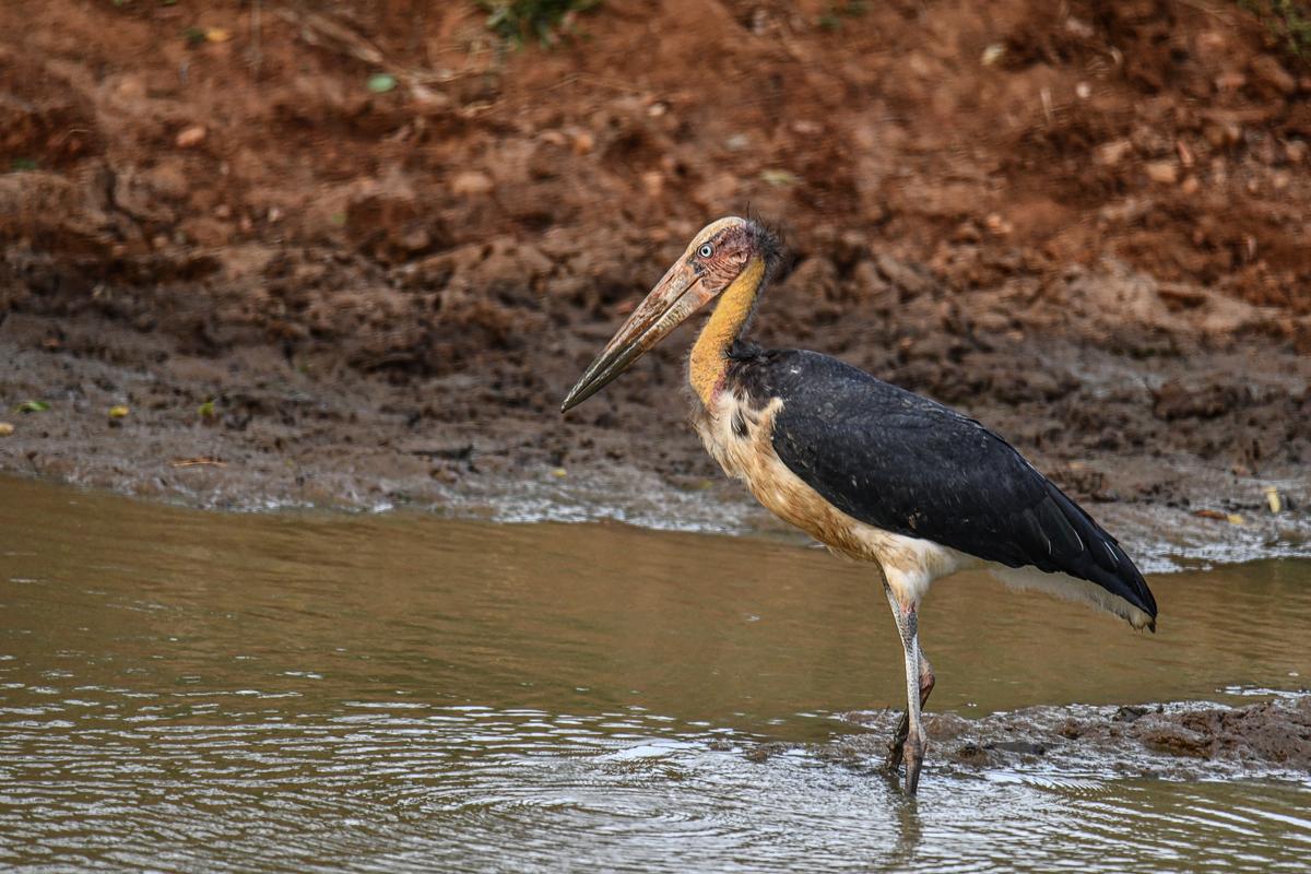 Lesser Adjutant at Chilika, Odisha Lesser Adjutant at Chilika, Odisha