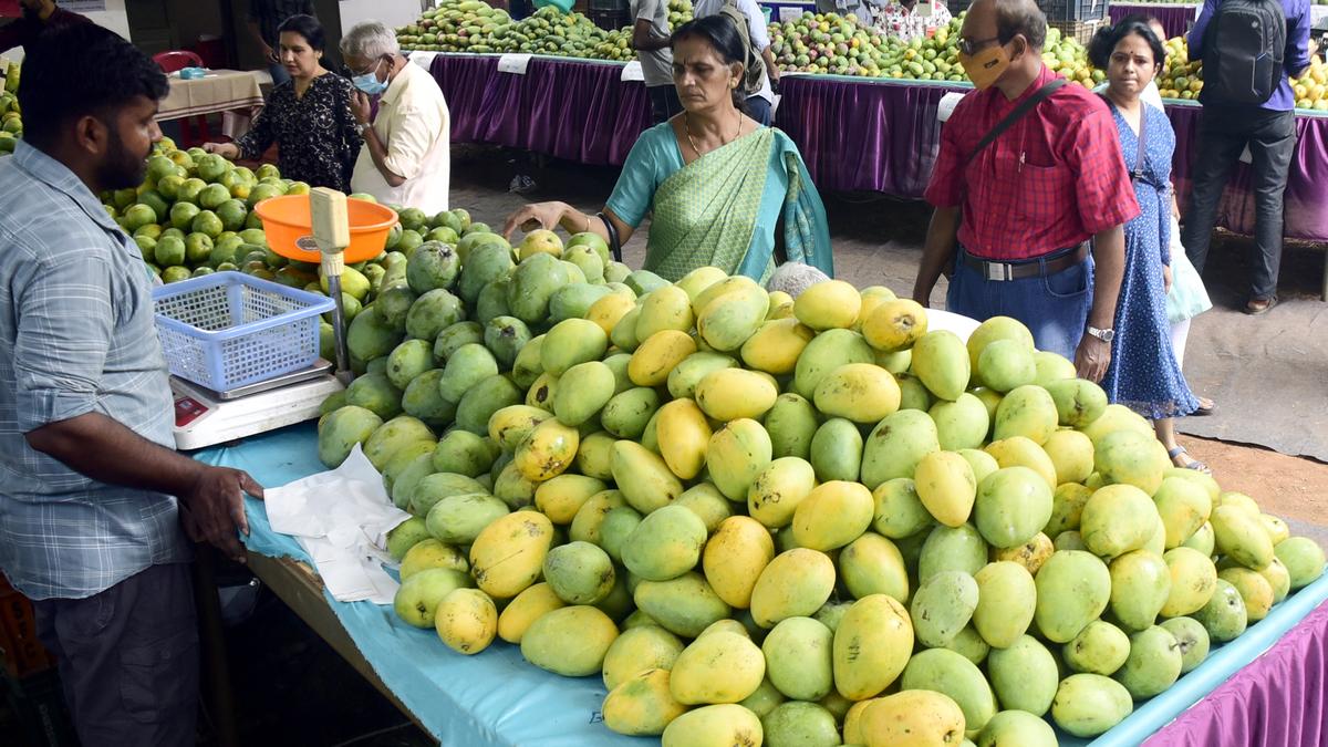 Mango festival in Kozhikode brings relief to Muthalamada farmers The Hindu