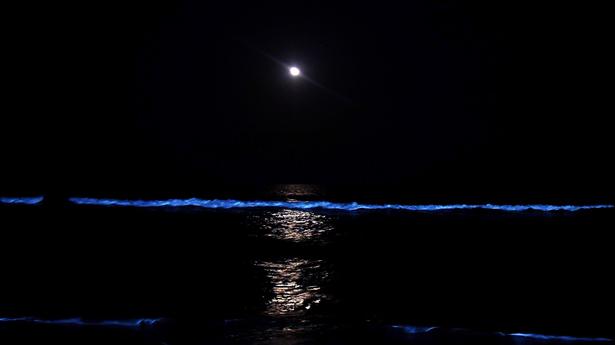 Nutrients due to heavy rain, plankton cause bioluminescence in Chennai beaches: NCCR study