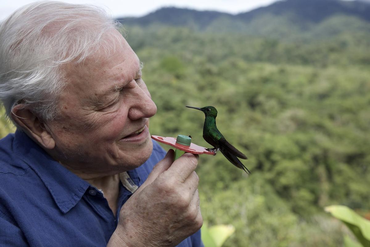 David Attenborough interacts with a green-crowned brilliant somewhere in Central America.