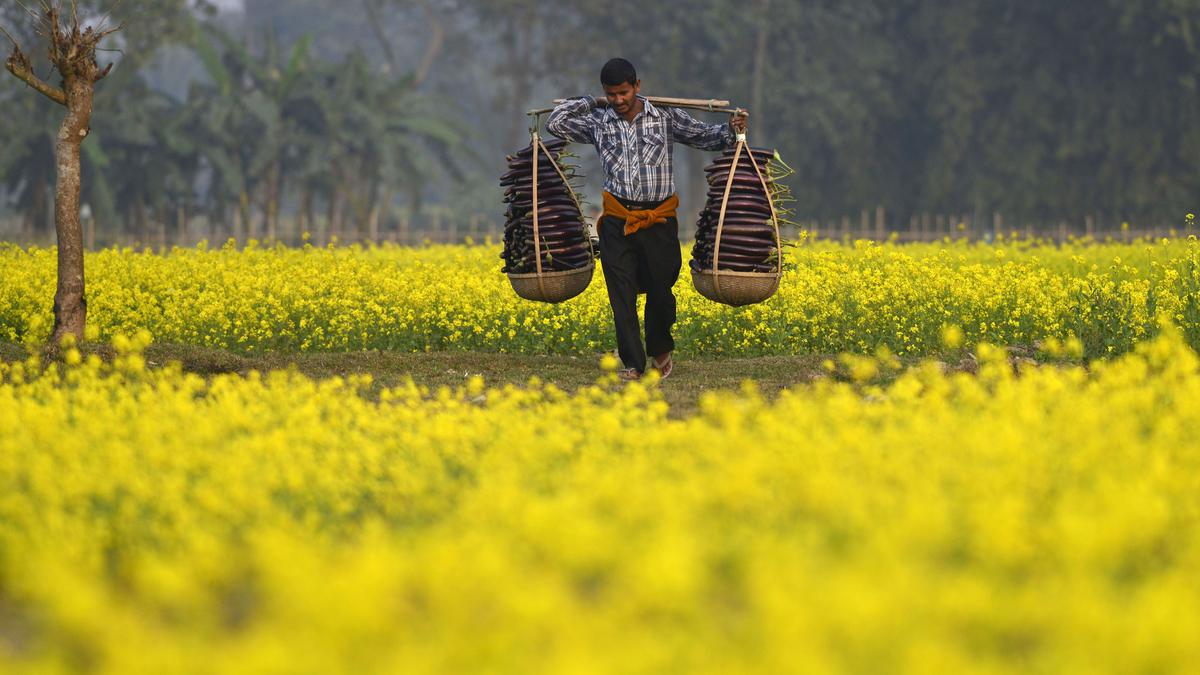 A GM crop decision that cuts the mustard